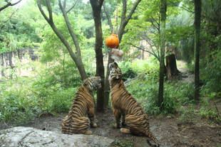 パントムの誕生日