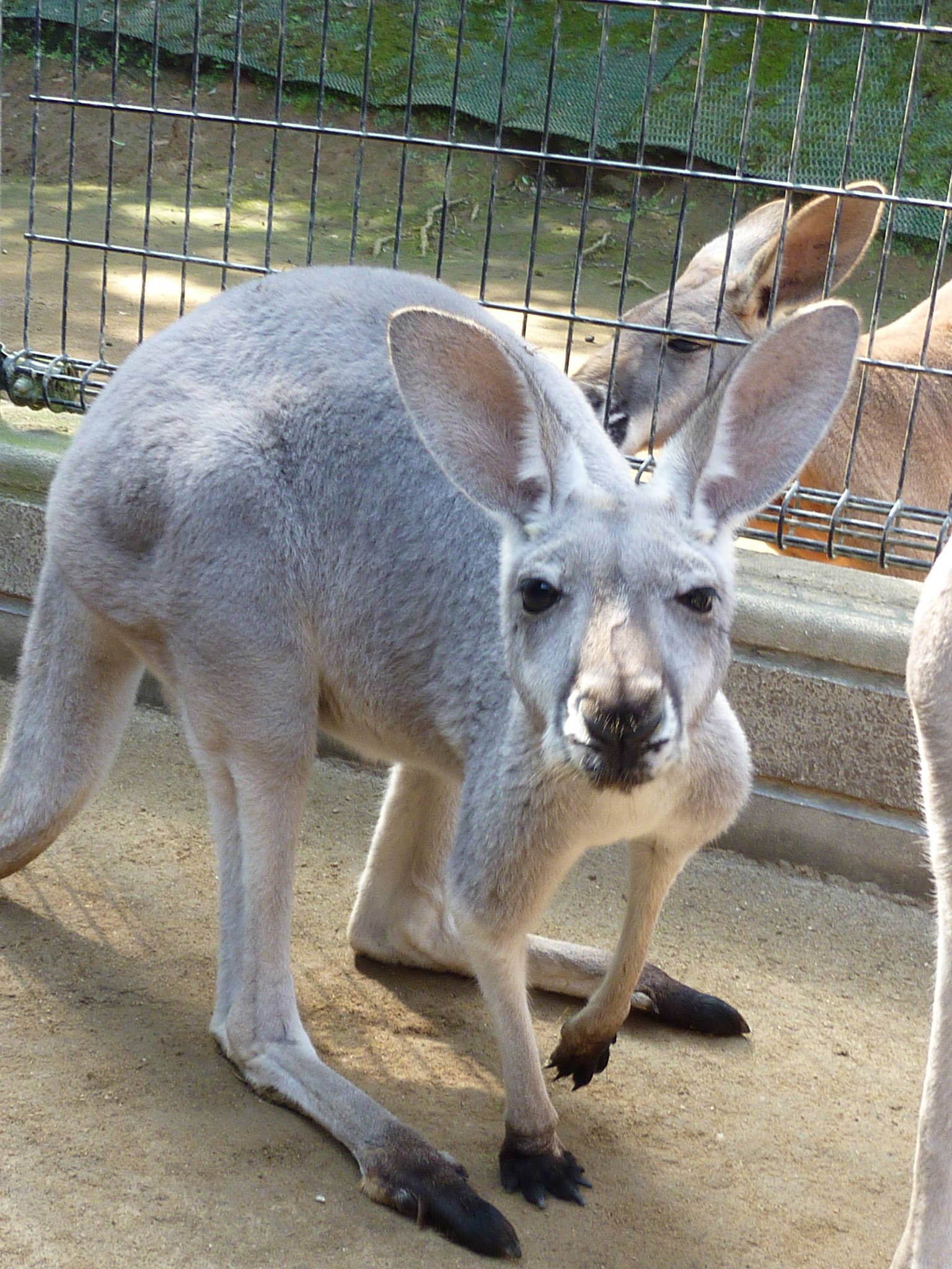 ズーラシアのアカカンガルーたち!④の写真