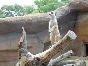 15:30からはミーアキャットの時間！