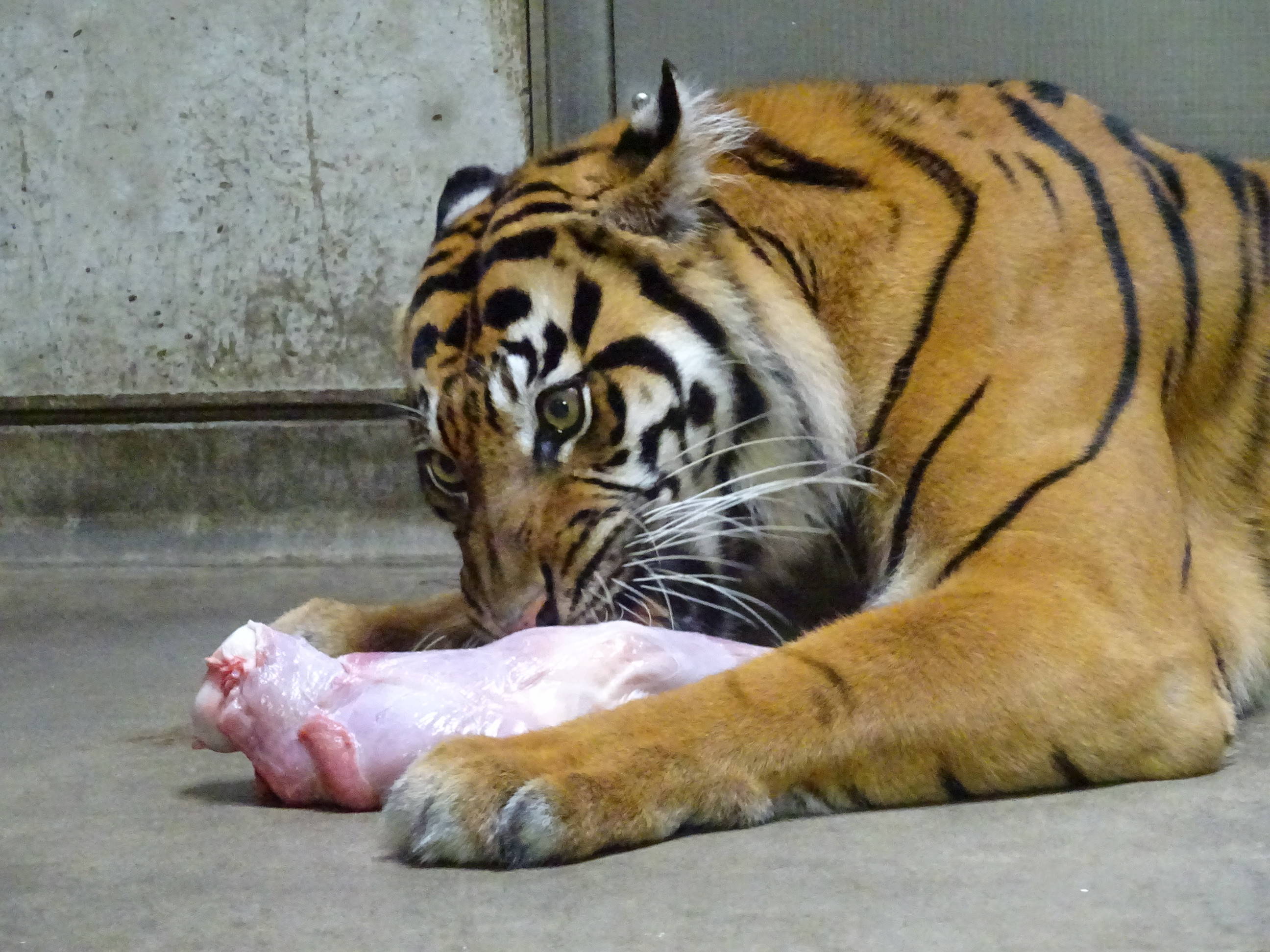 食べ方にも個性が・・・(カリ)の写真