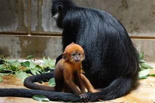 比べてみました