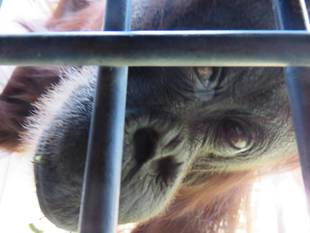 ナナの移動方法