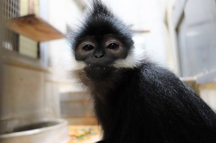サルの体重測定はの写真