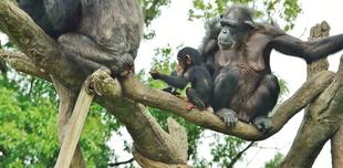 【結果報告】大人のための参加型企画「あなたと一緒に考える、チンパンジーの森の未来」