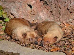 さようならフランシス