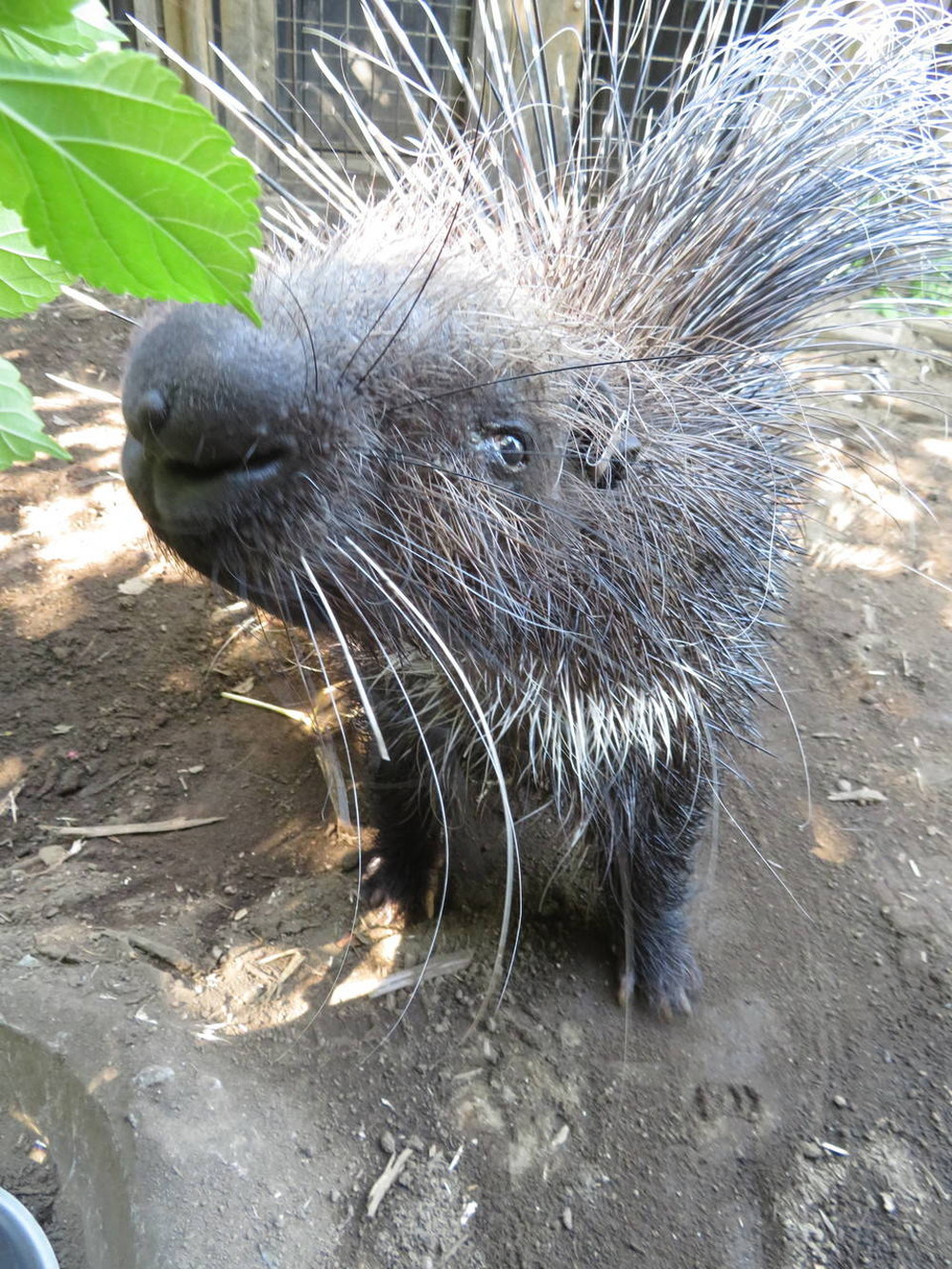 クワの季節が終わり・・・の写真