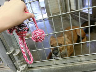 ヤブイヌからのおすそ分け♪