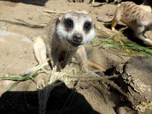 ミーアとススキ