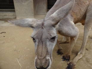 ズーラシアのアカカンガルーたち！⑤