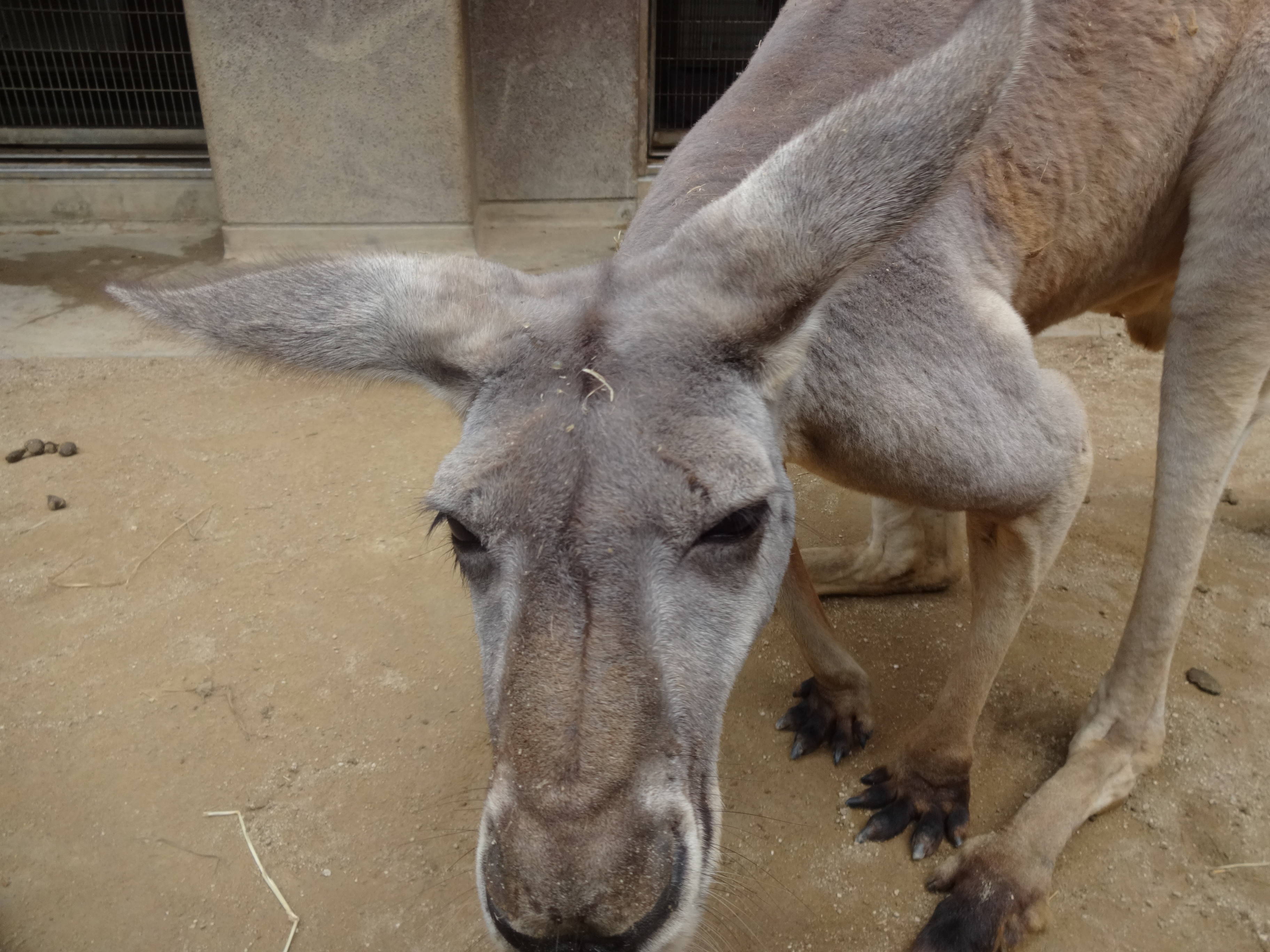 ズーラシアのアカカンガルーたち!⑤の写真