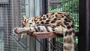 コーラルの寝姿