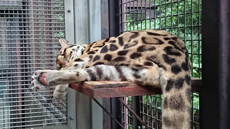 コーラルの寝姿の写真