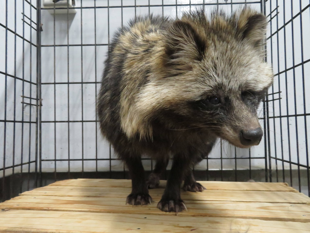 ホンドタヌキのマサムネの写真