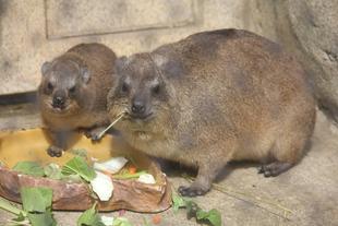 ハイラックスたちの近況