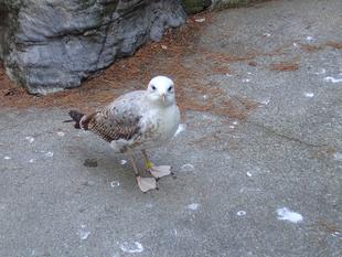 セグロカモメ成長記９