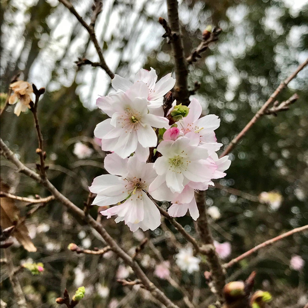 桜の季節!?の写真