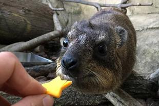 ハロウィンということで