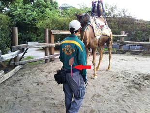 ハエがいっぱい！！