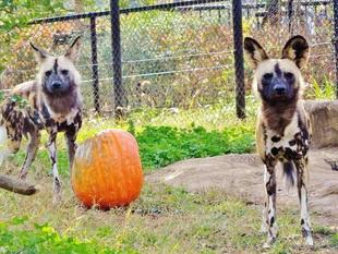 リカオン★ハロウィン