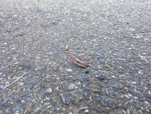 ばったり