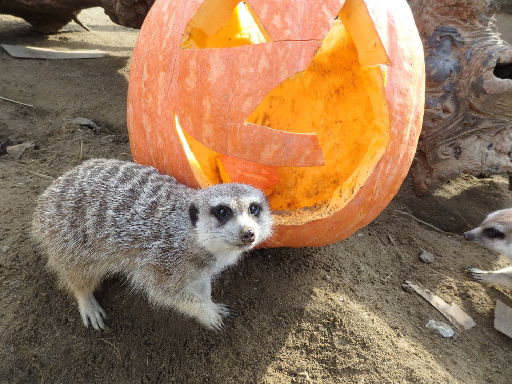 ミーア★ハロウィンの写真