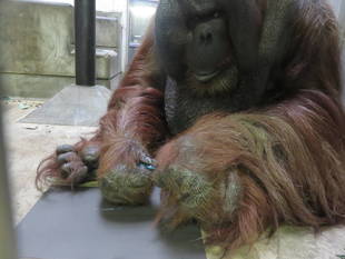 お絵かきオラン　～ジュリー編①～