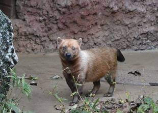 フキ、ふっき（復帰）！