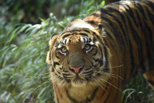 パンプの惜別ガイド