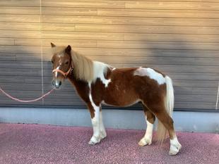 馬の身長は?