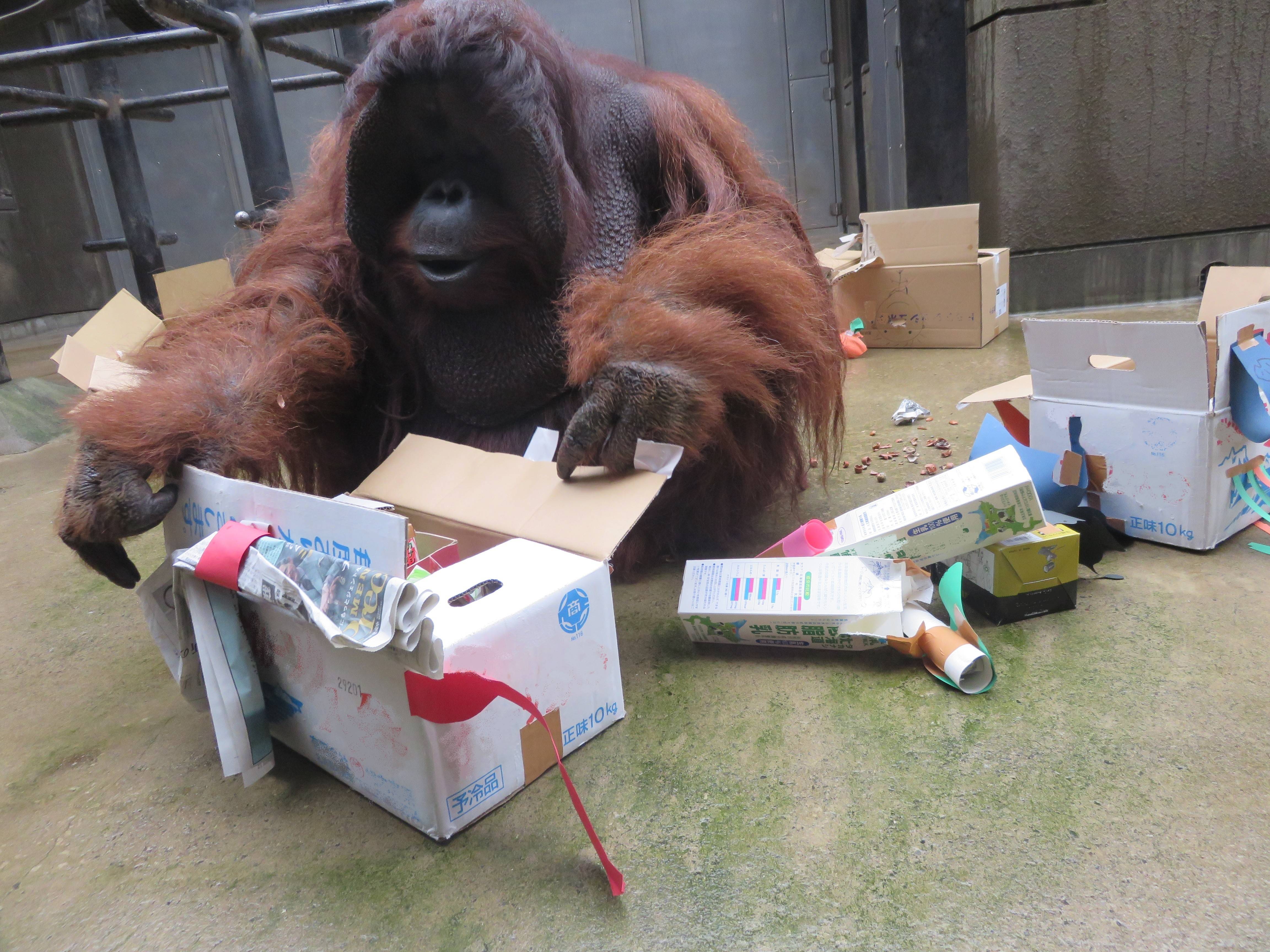 お客様が作った遊具で・・・オランウータン編の写真