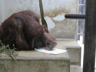 お絵かきオラン　～ジュリー編②～