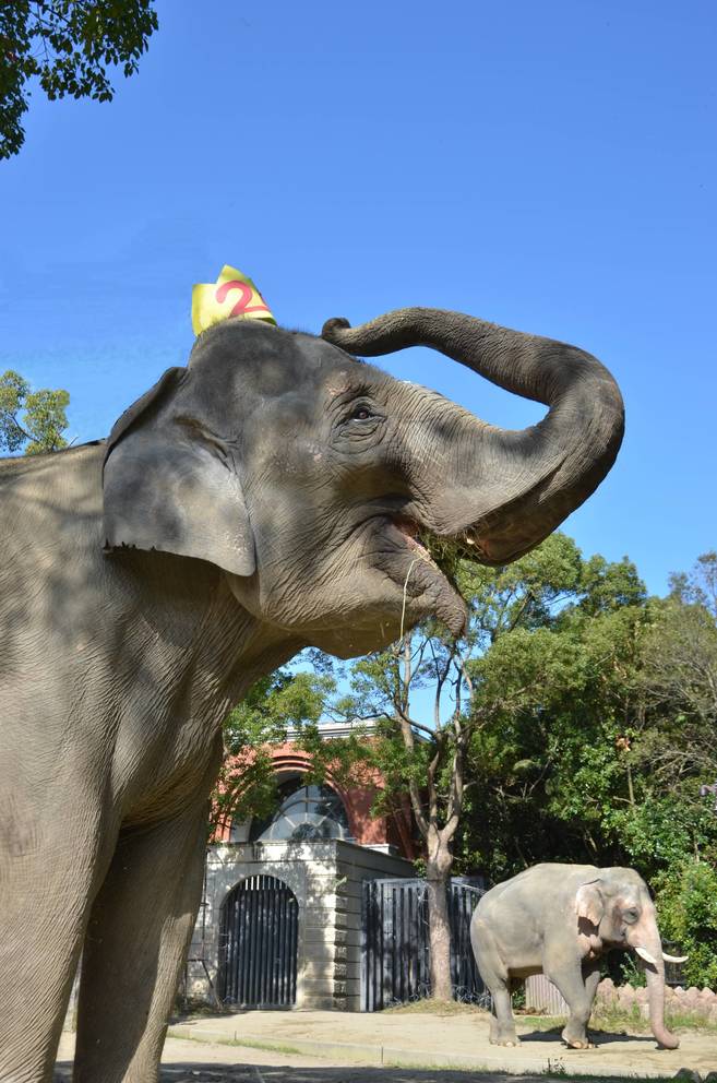 24歳になったぞう 後編 飼育日誌 よこはま動物園ズーラシア公式サイト 公益財団法人 横浜市緑の協会