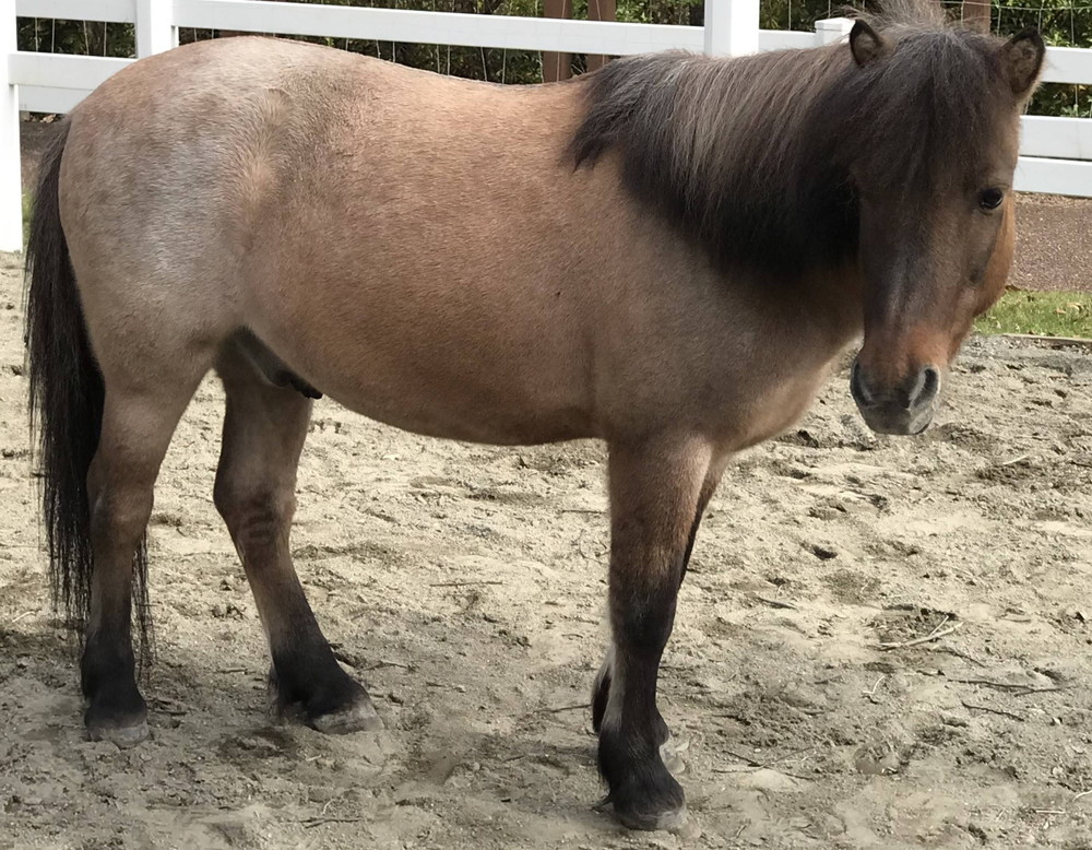 お馬さんってニンジンが好きなんでしょ?②の写真