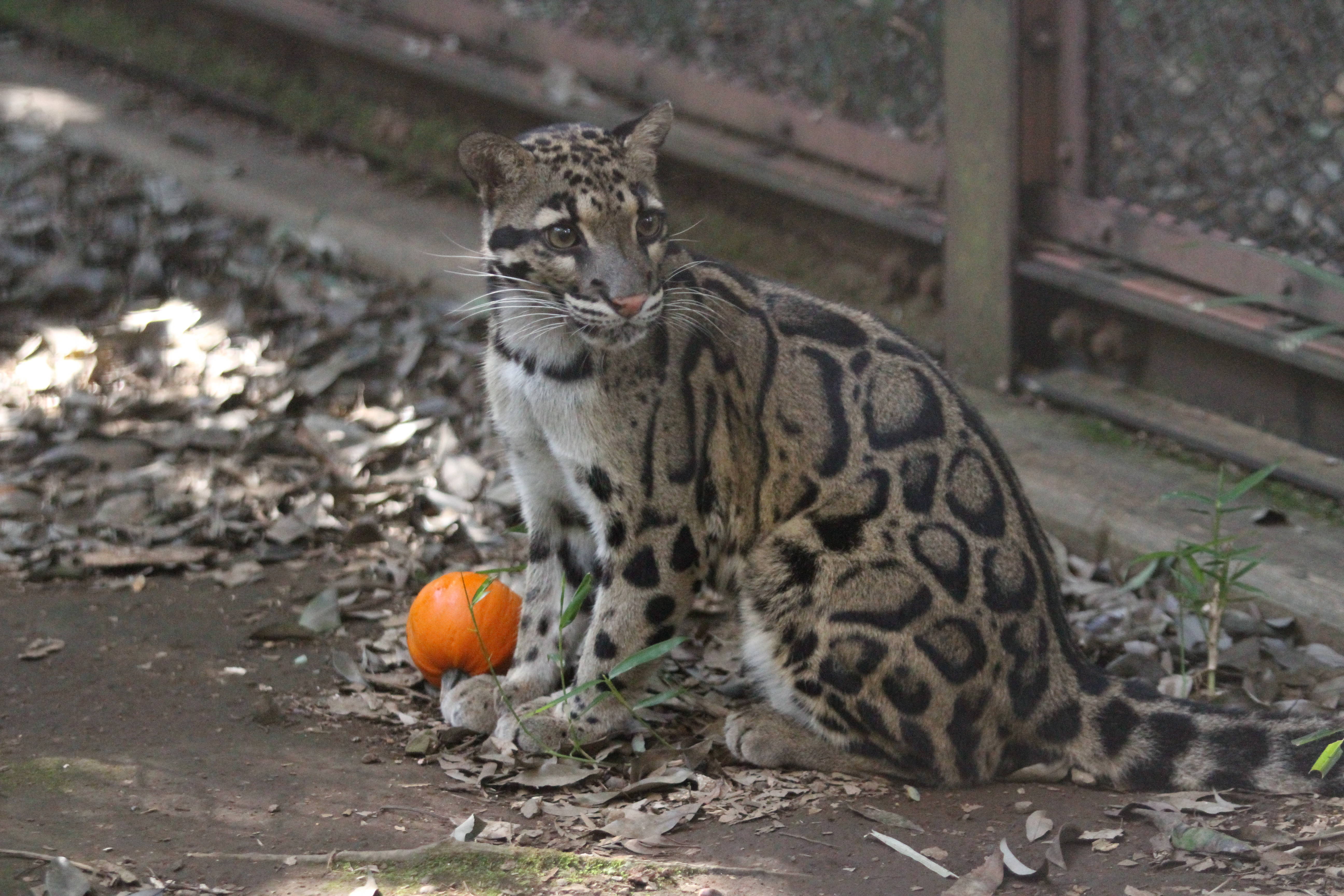 タヤのハロウィン+αの写真