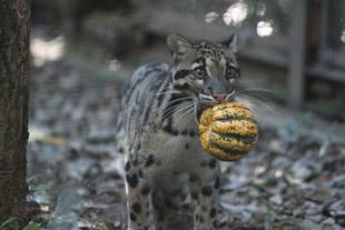 カボチャ祭りの続編