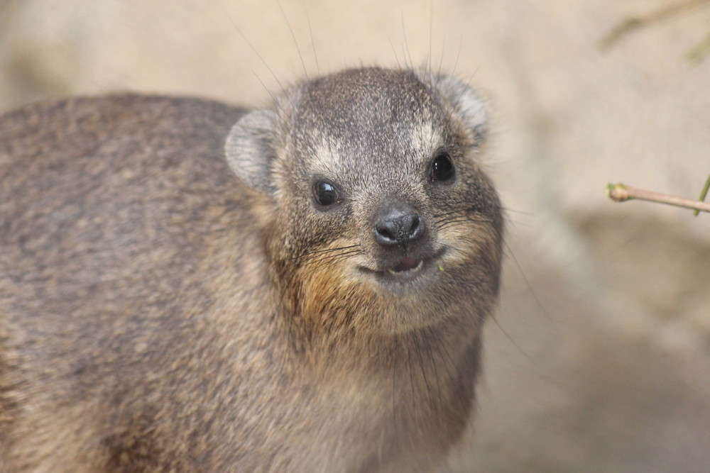 ハイラックスのチップ、智光山公園へ‼の写真