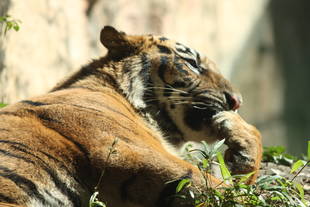出園前の数日間(パンプ)