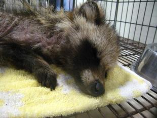 疥癬タヌキが保護されました