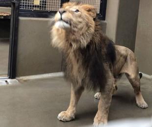 フクのパンチングボール？