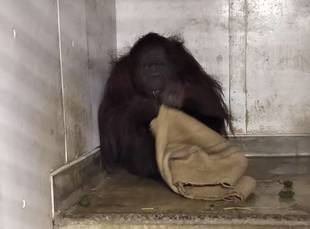 ナナのベッドメイキング