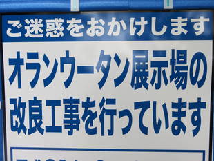 オランウータンの記事が増えたのは・・・