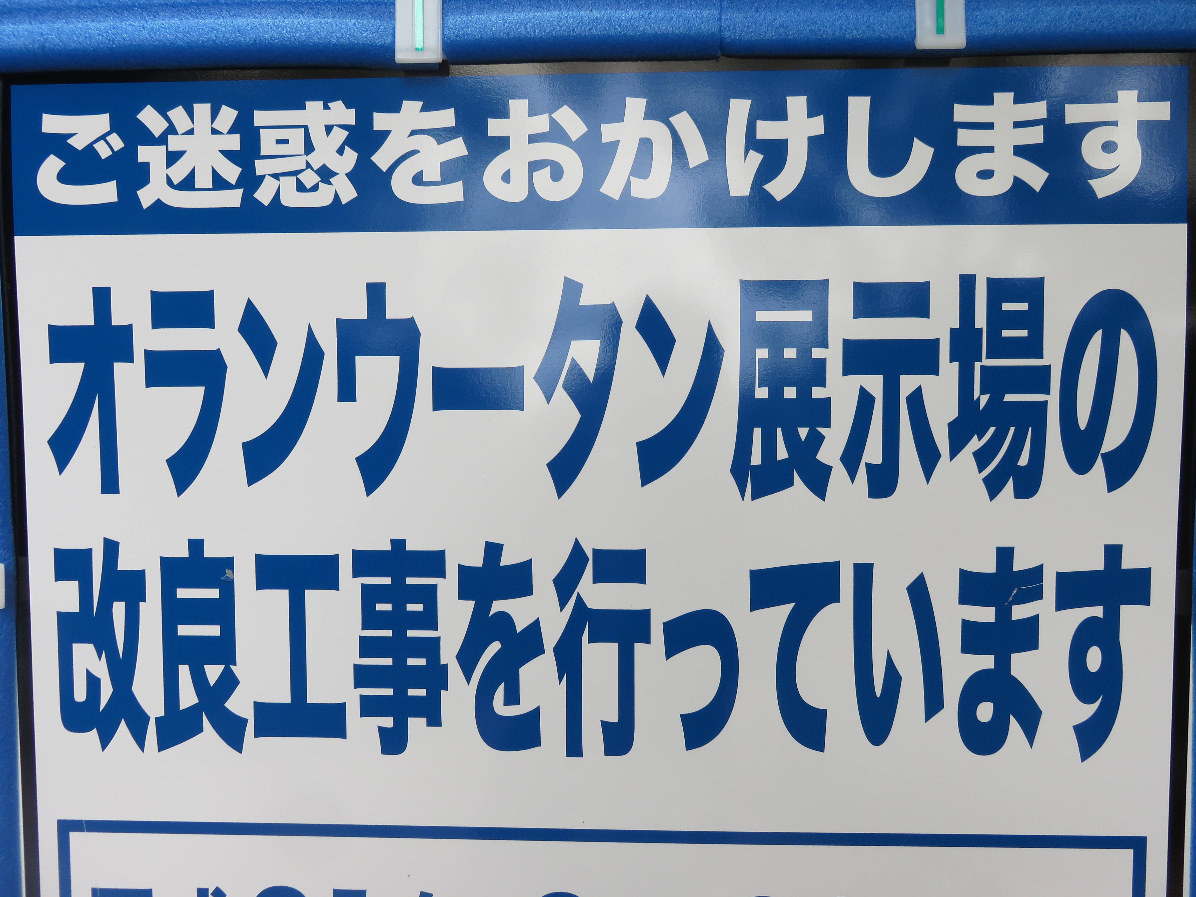 オランウータンの記事が増えたのは・・・の写真