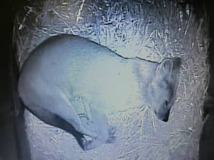 ドールの寝相☆*+。