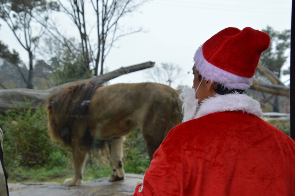 Lion Xmas★*。の写真