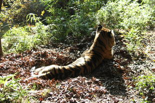 落ち葉のお布団!