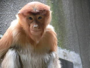 冬のテングザル☆*+。