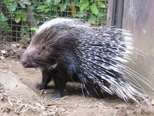 ネイロ来園1周年 ~前編~