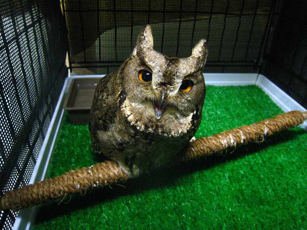 動物の落し物の写真
