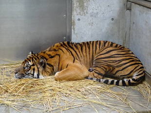 寝室に藁を敷き始めてます!
