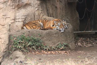 気を良くしたので（　＾ω＾）・・・